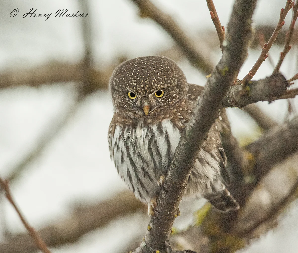 Northern Pygmy Owl