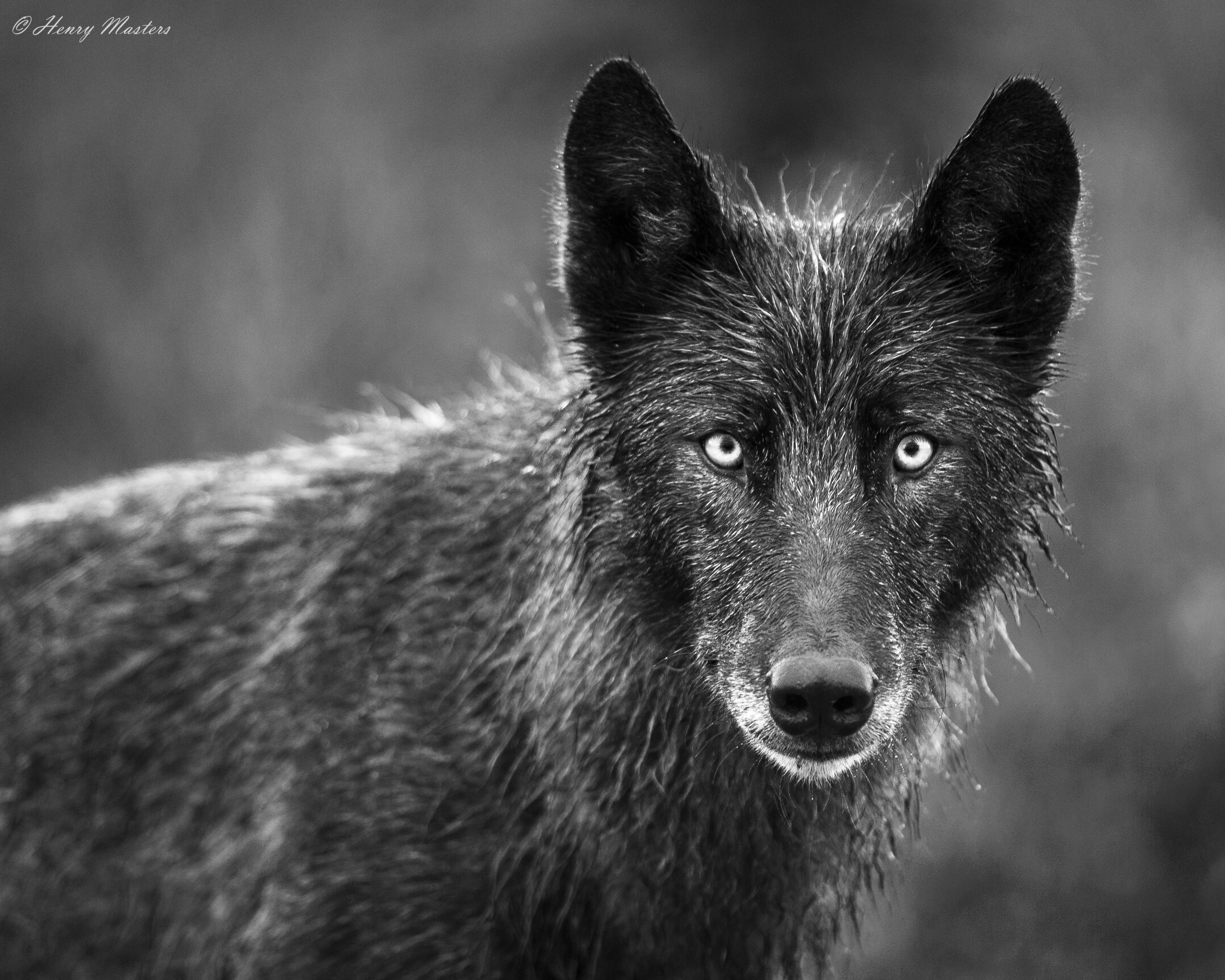 Denali Wolf