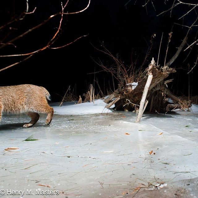 It's Monday and I've already got two feet into this weekend like...
#maine #mainewildlife #bobcat #mondays