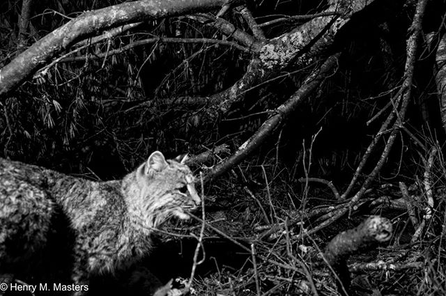 A Bobcat on the prowl at midnight, following a snowshoe hare trail. Fallen trees like this make great microhabitat structure for snowshoe hares who need coverage to hide and escape. However, with an ambush predator like this, you may not get a chance