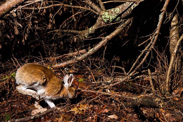Happy #Easter Sunday! 
Easter #Bunny is on the move! 
#Snowshoehare #hare #rabbit #maine #Mainewildlife #wildlife