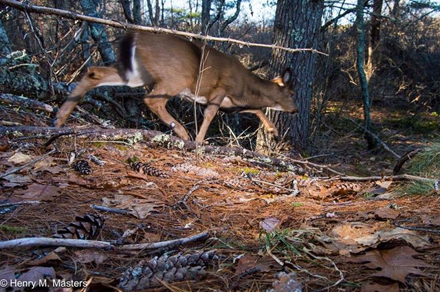 White tailed doe on the move! 
Incidental photo. 
#mainewildlife #maine #wildlife #deer #doe