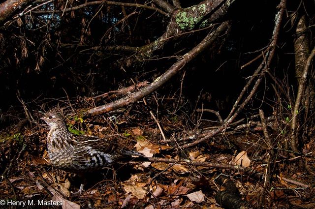 A ruffed grouse walking down a game trail in Maine. It's that time of year when they are looking for mates. Keep an ear out for the male ruffed grouse when they drum their wings, displaying for females! 
#maine #mainewildlife #bird #grouse #birdsofma