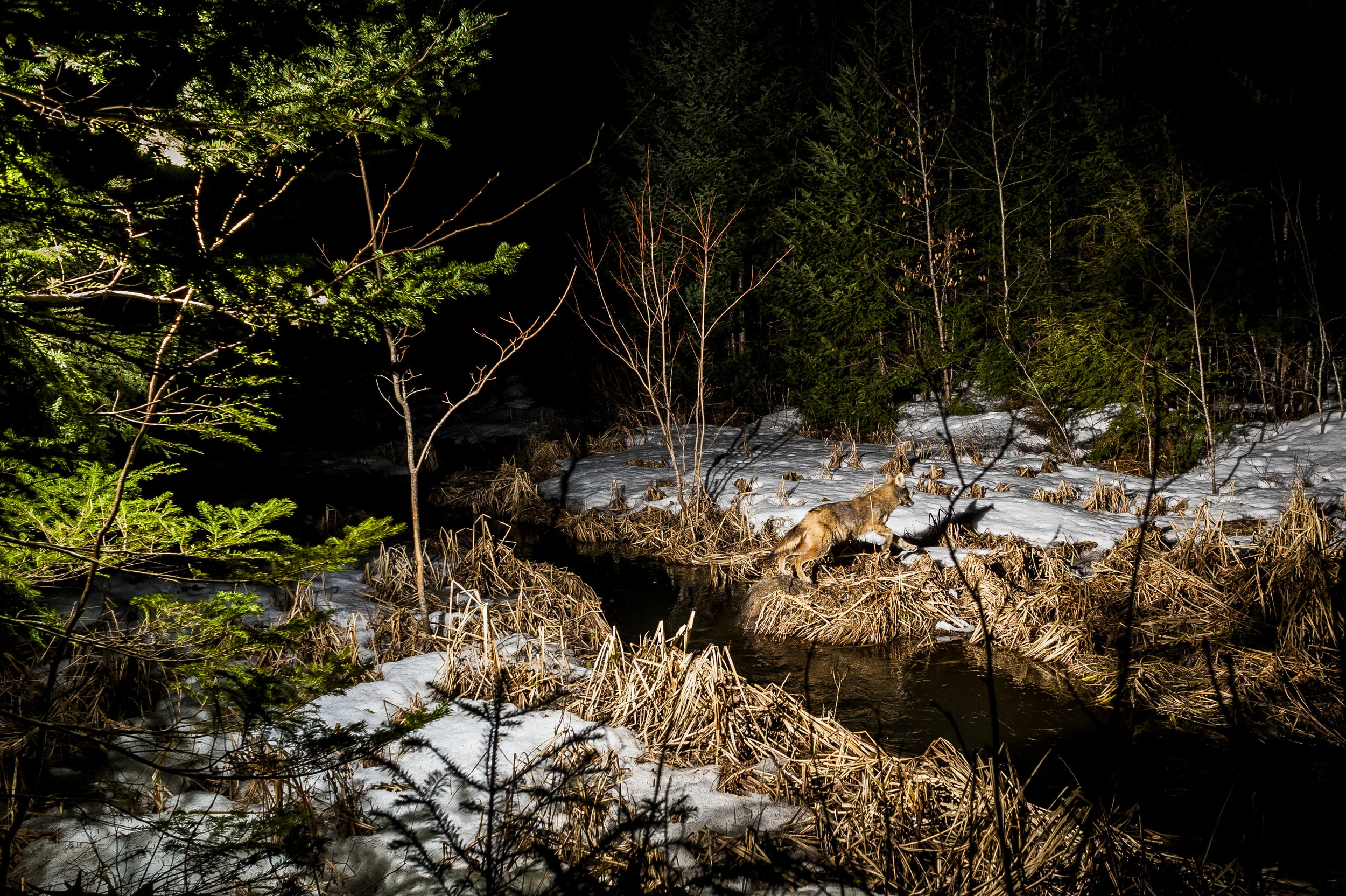 Coyote Stream - 24x16.jpg