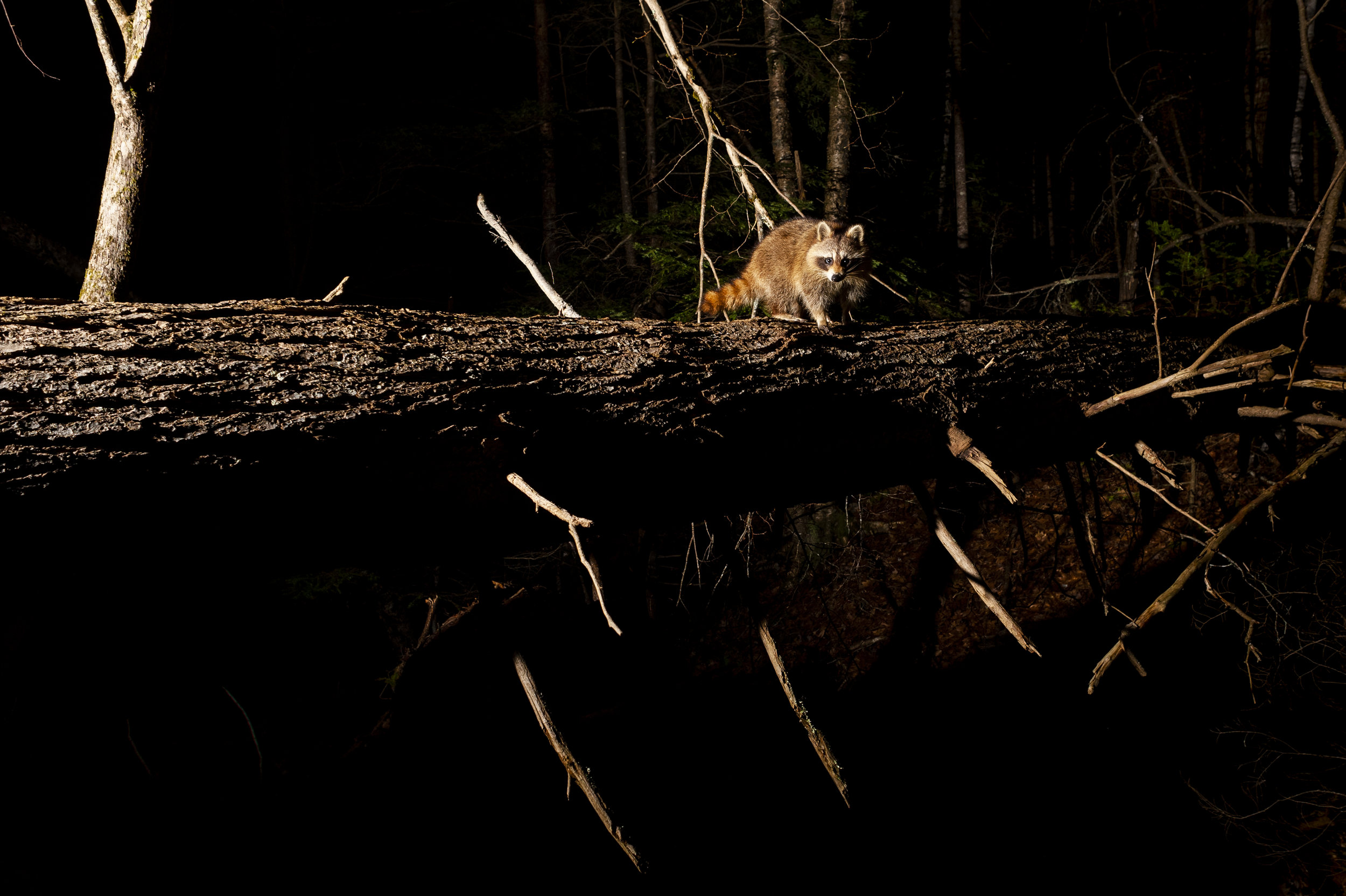 Racoon 24x16.jpg