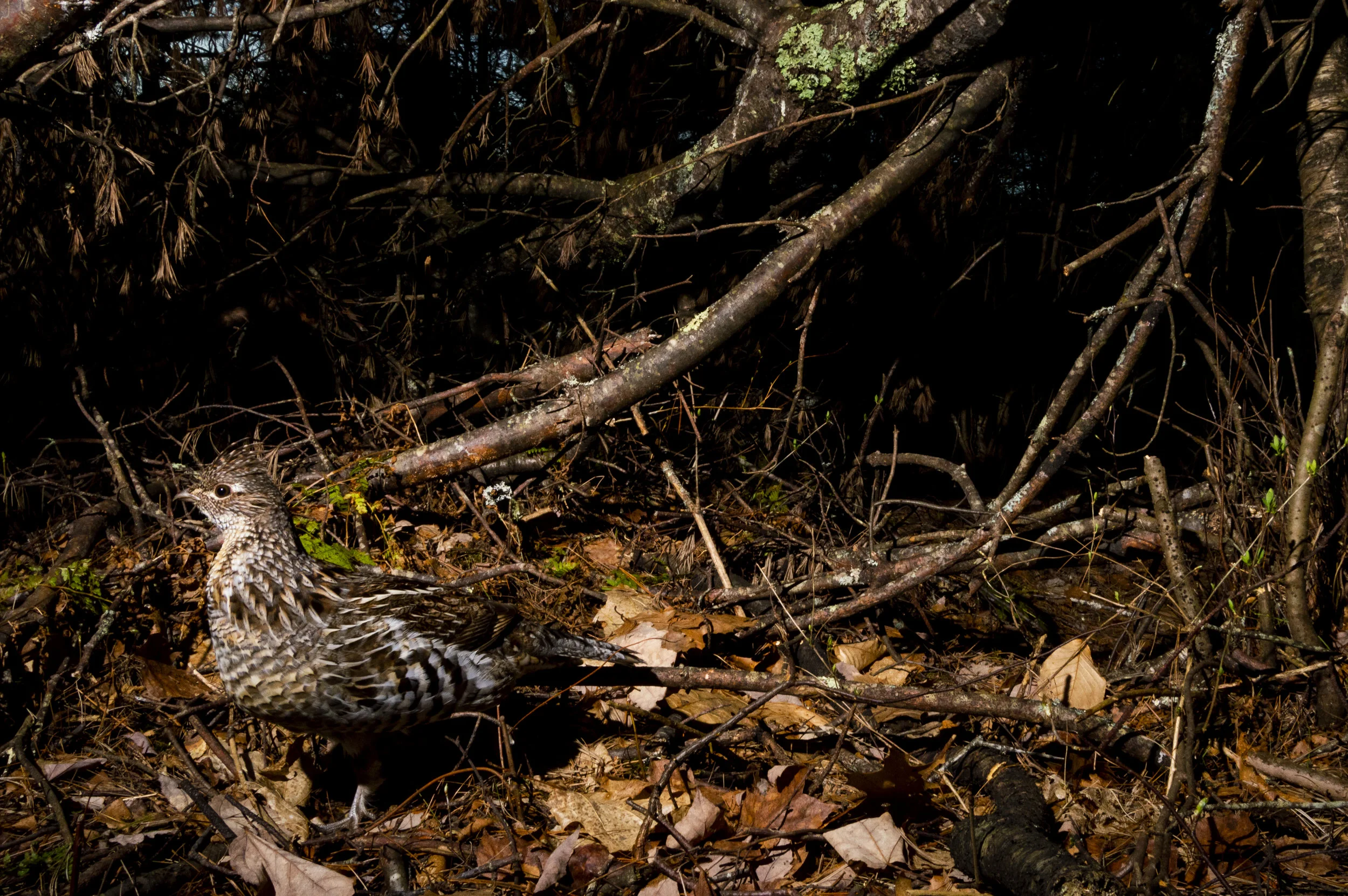 Ruffed Grouse - Damariscotta
