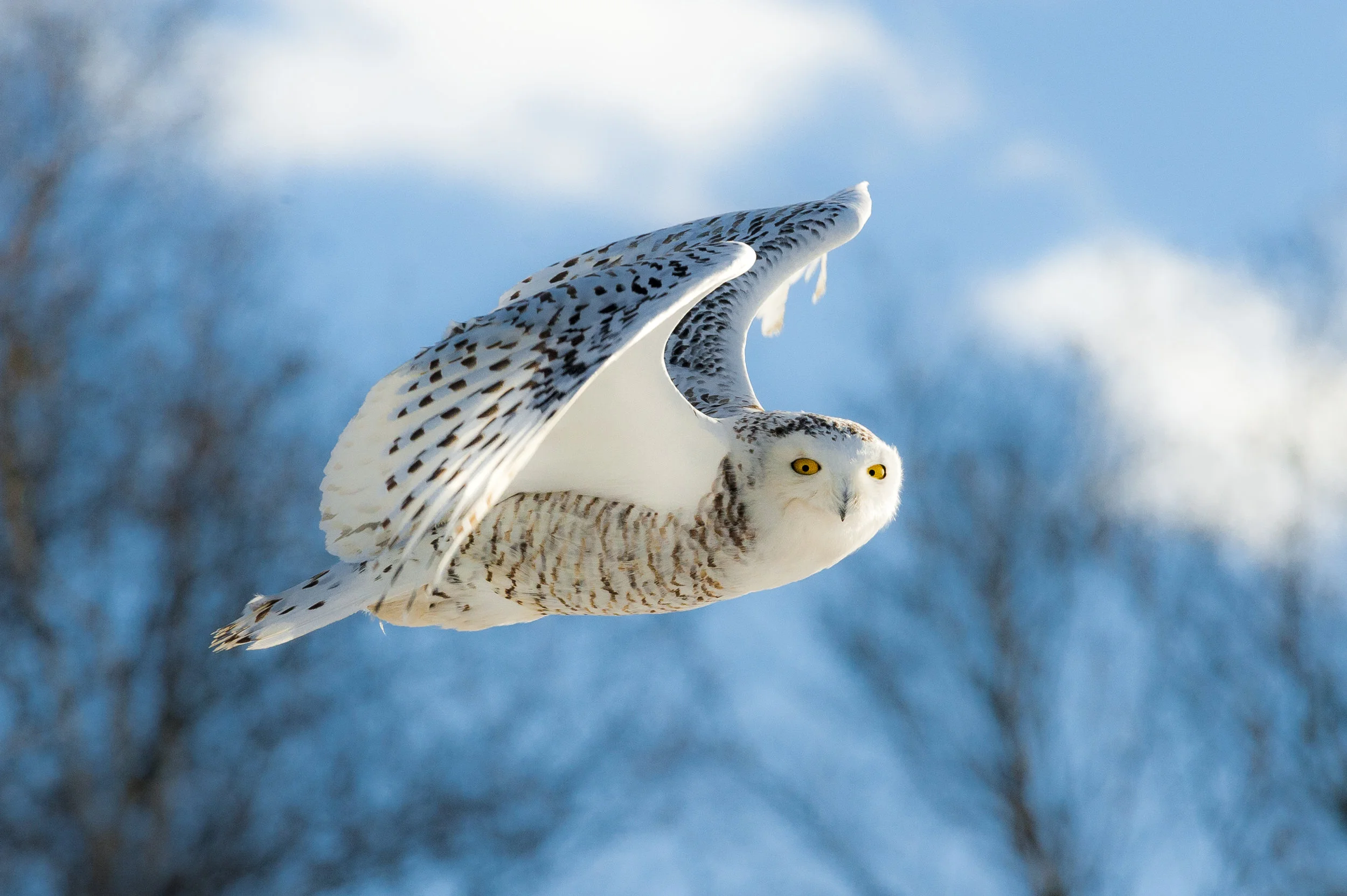 Snowy Owl Color 18x12.jpg