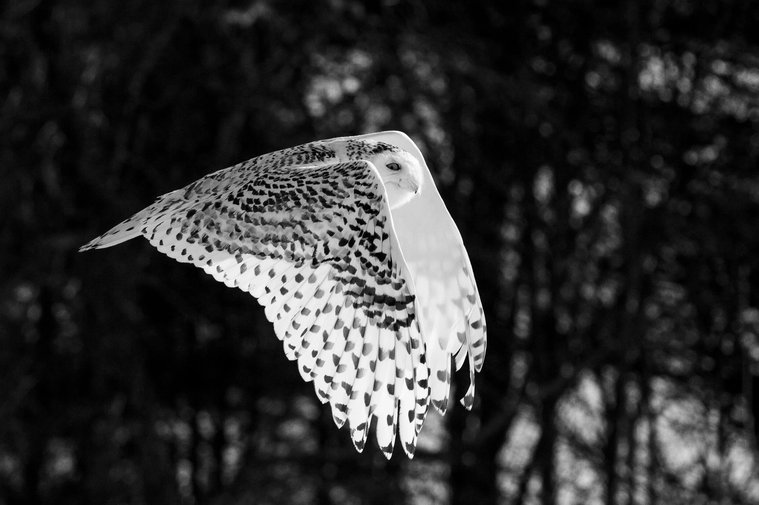 Snowy Owl 18x12.jpg
