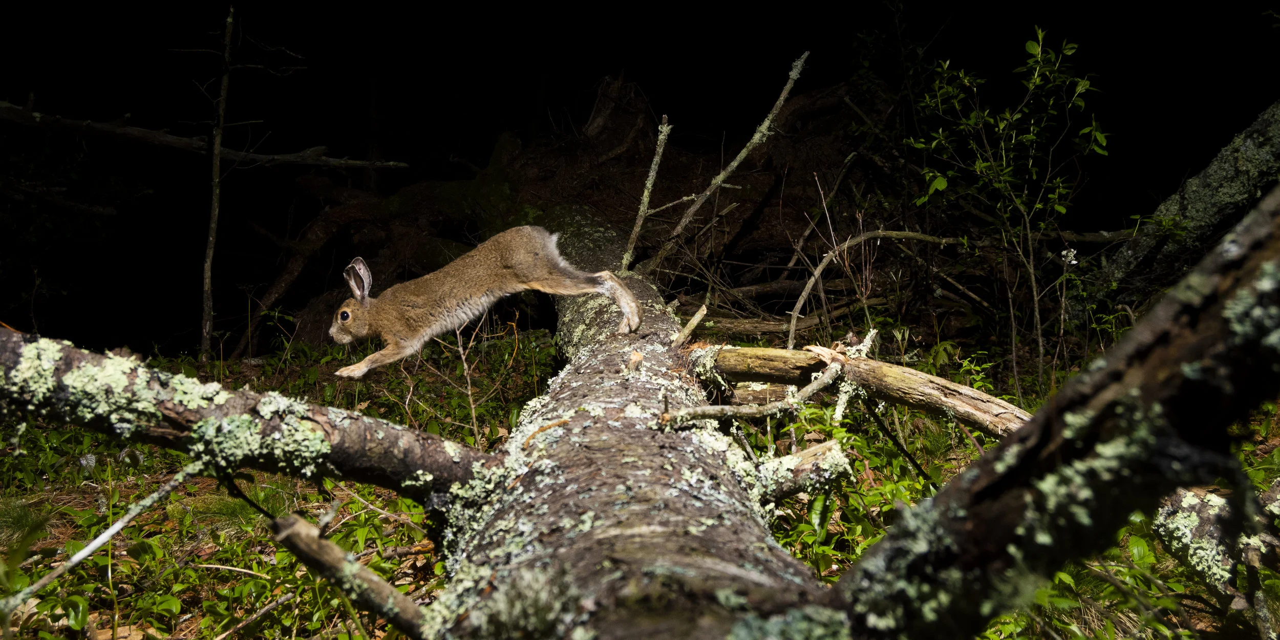 Snowshoe hare.jpg