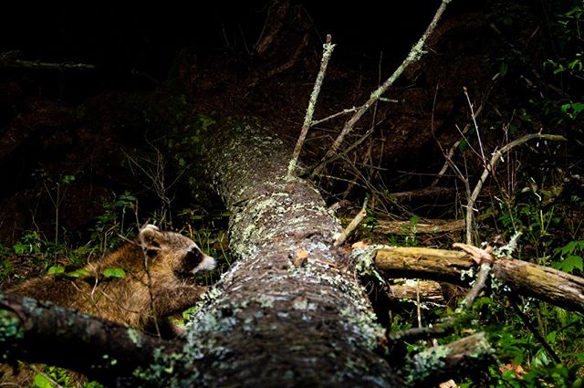 A #raccoon passing along in the middle of the night on a wildlife preserve in mid coast #maine . 
#wildlife #mainewildlife