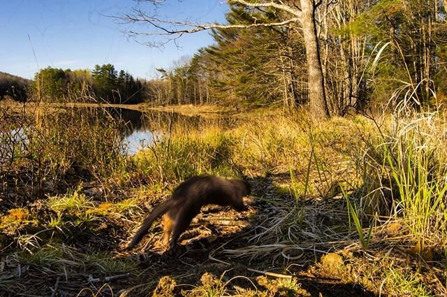 14th May 0600
A mink traveling along a stream in mid coast Maine. 
The perils of camera trap photography- flash batteries died so no flash fired. Still a fun moment to share. Hope you enjoy. 
#maine #wildlife
#natgeoyourshot #natgeocreative #natgeowi