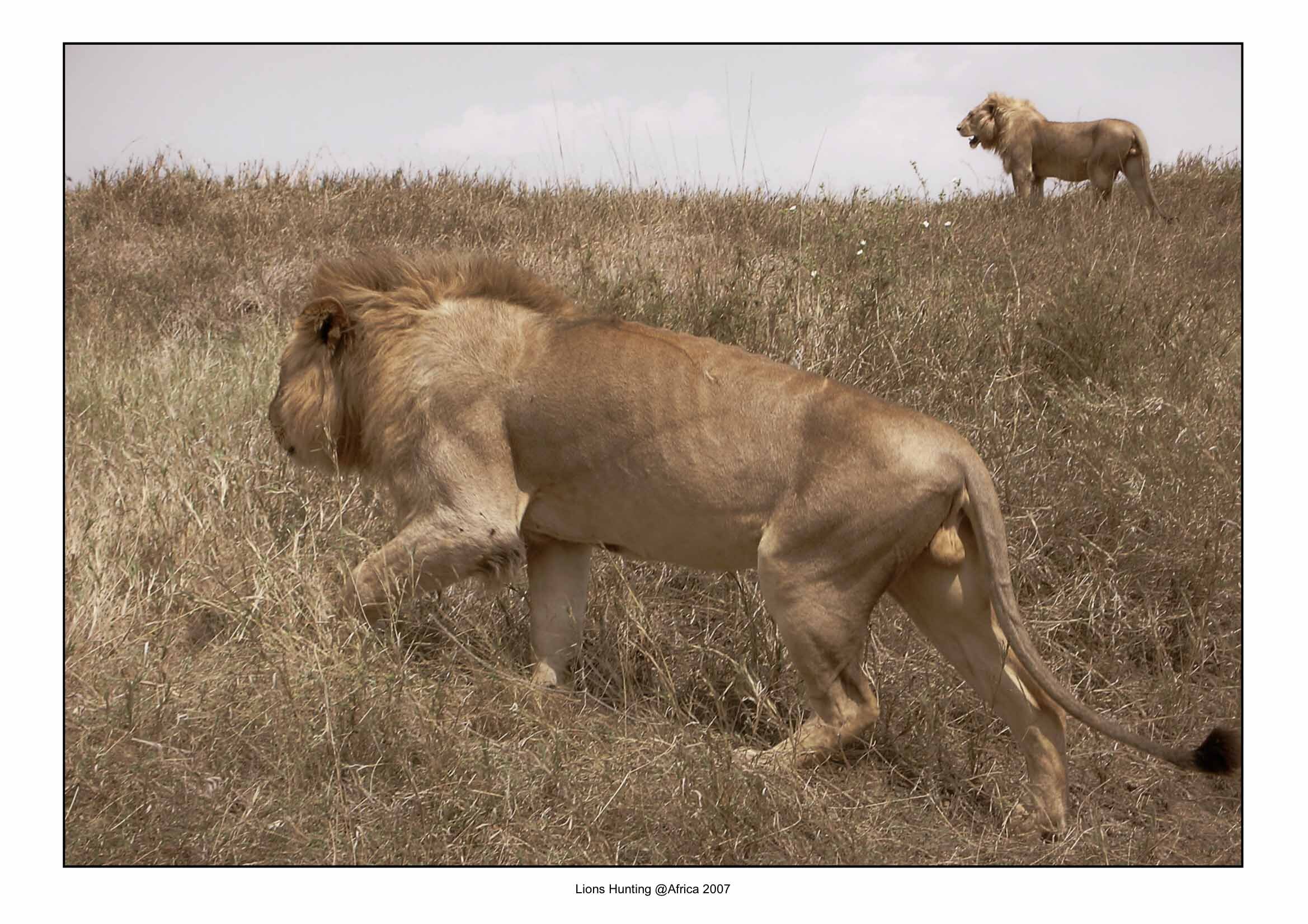 Lions Hunting.jpg