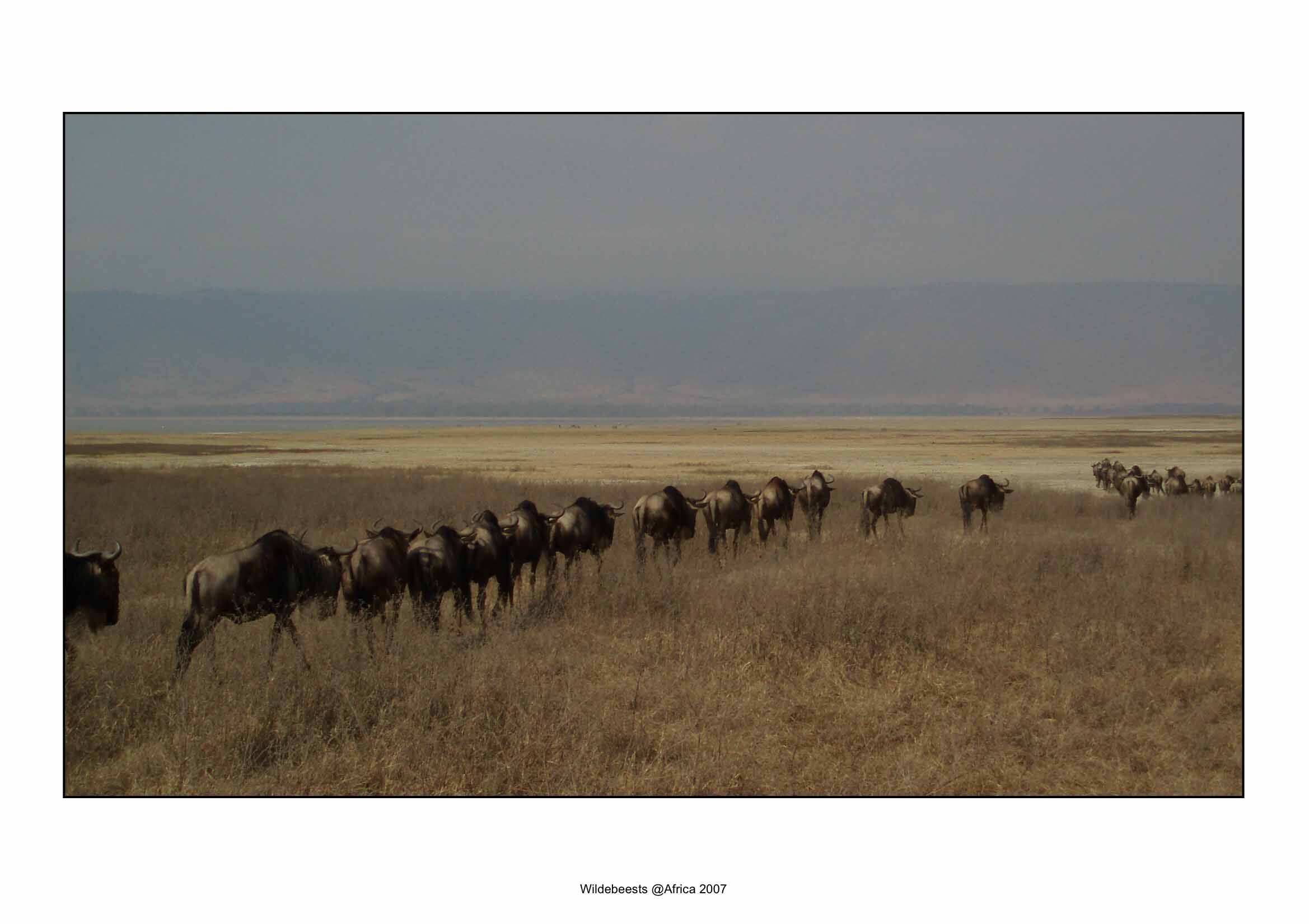 Wildebeests.jpg