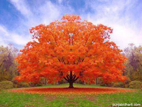 BeautifulTree.jpg
