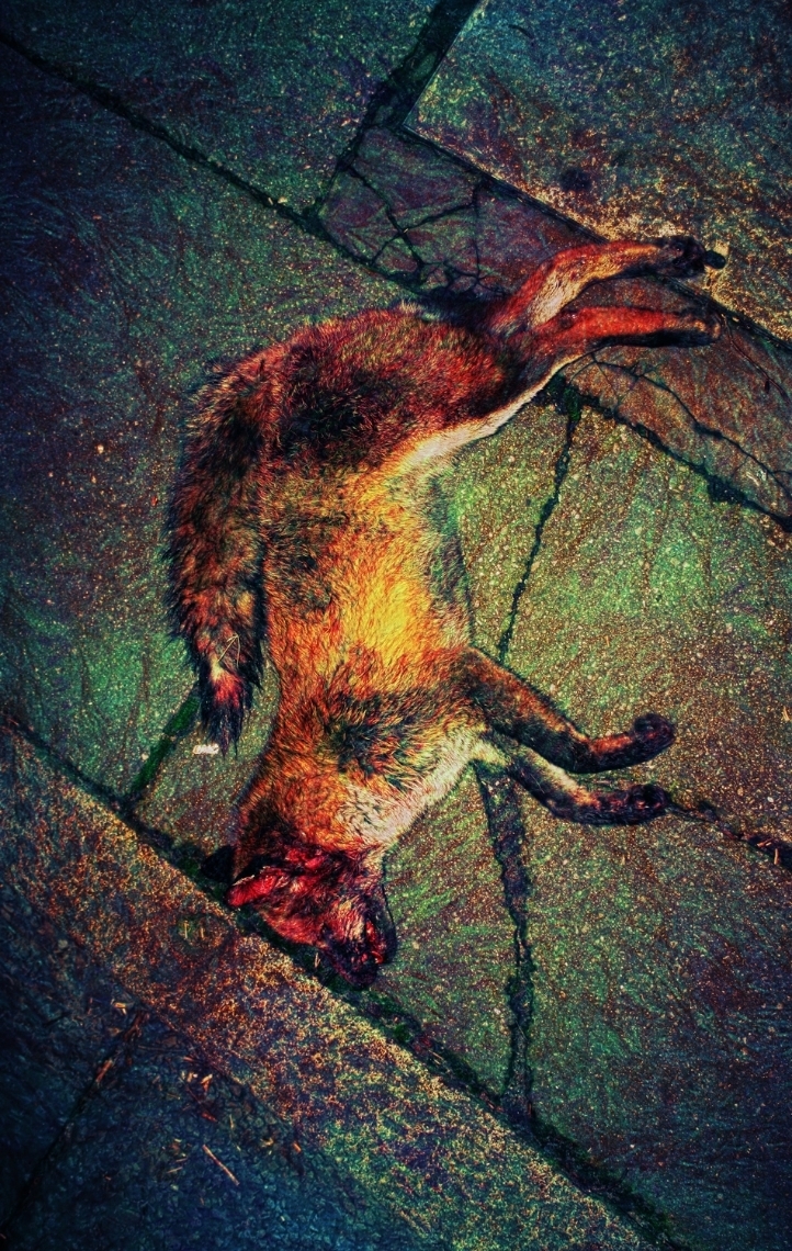 FOXEDLIE.jpg
