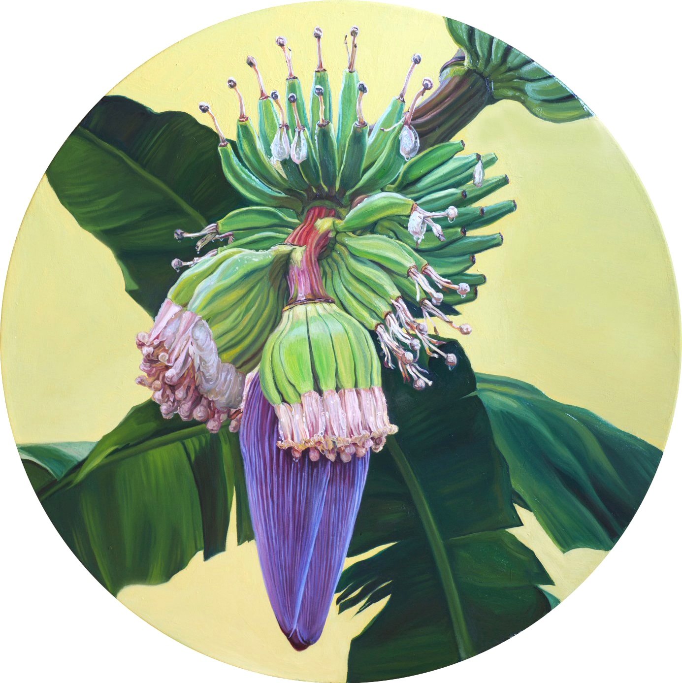 Banana Flower