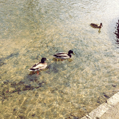 Look how clear the water is. And the duckies are so cute.