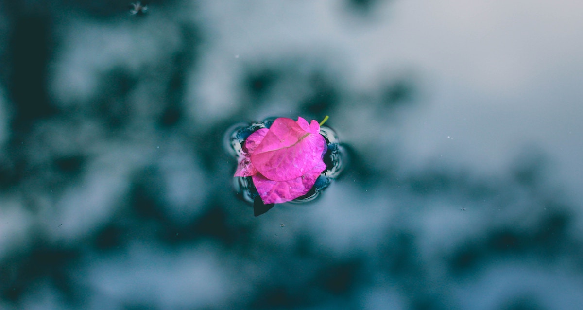 Photo by J A N U P R A S A D on Unsplash