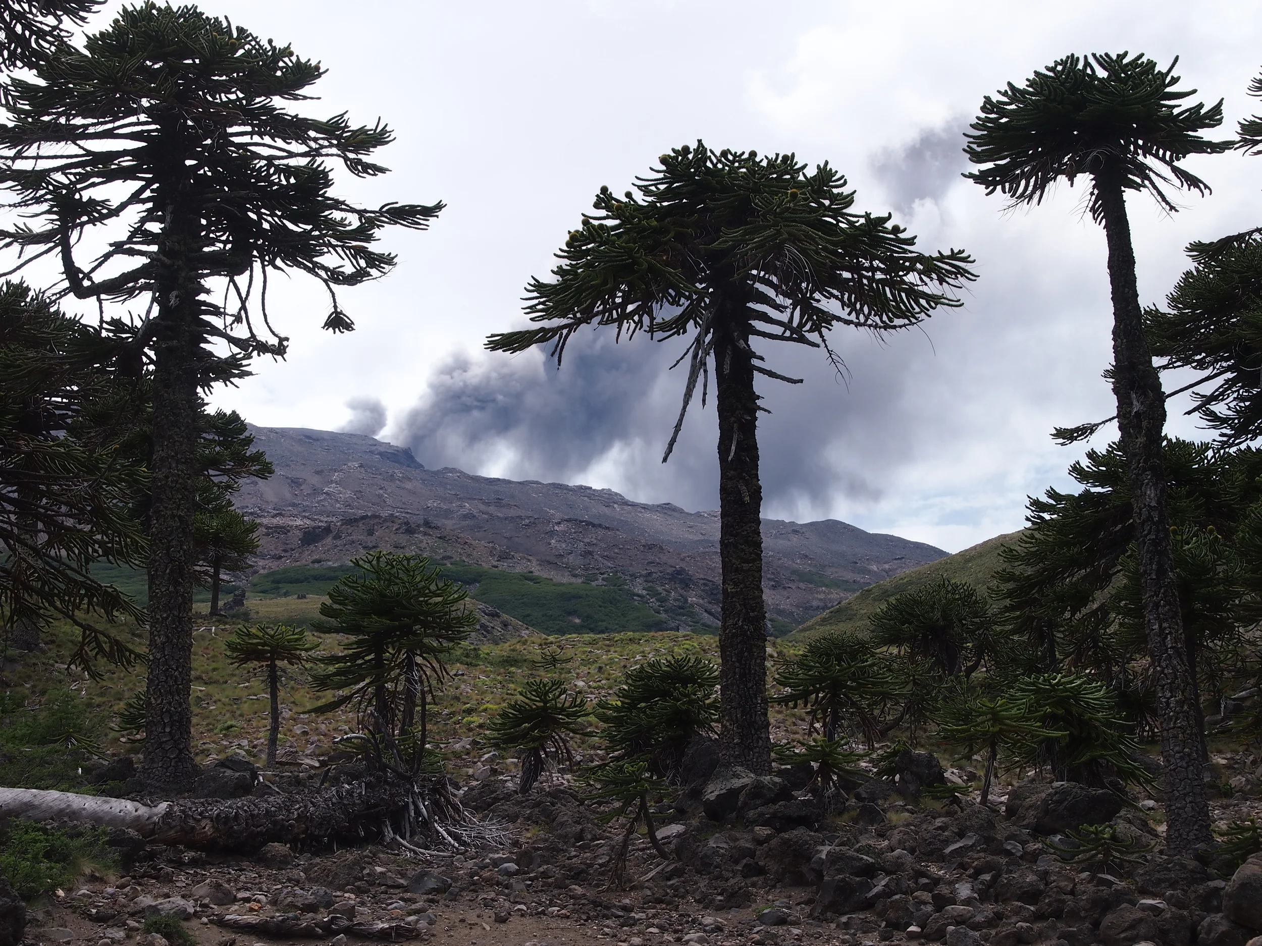 The long way to Copahue