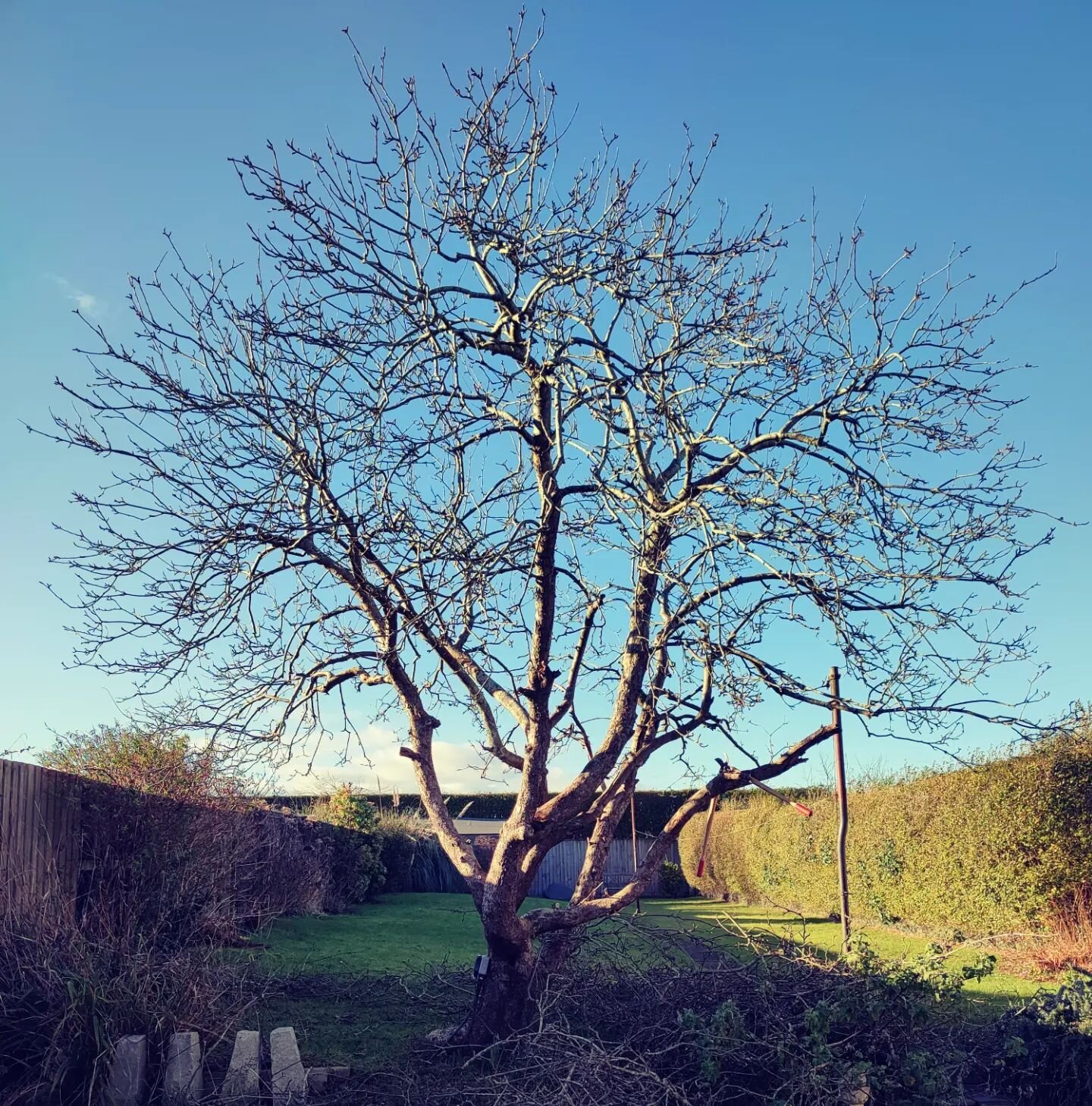 Apple tree crown thin. After - before. Such a dense tree, a huge amount of arisings from the pruning for a small tree!

#prune-ani