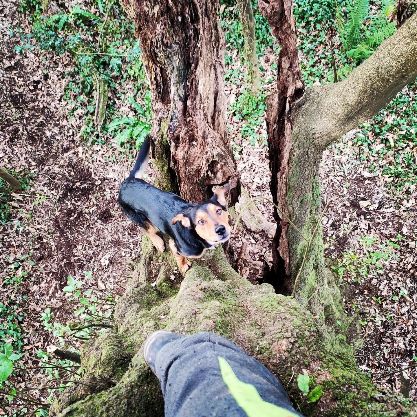 Ned accompanying me up a gnarly Holme Oak - reduction