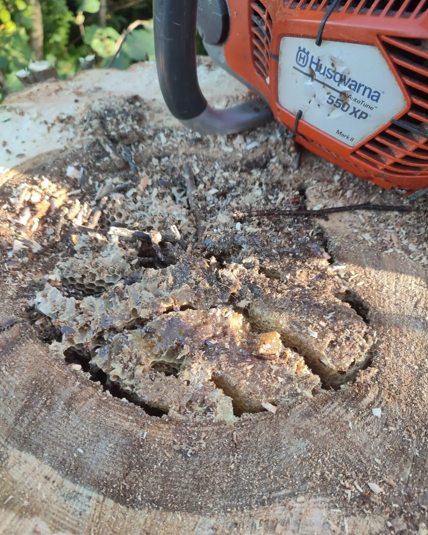 After topping out an ash tree I discovered the stem was hollow and full of honey comb! Oops. I evacuated the tree sharpish as the bees swarmed out. We contacted a local bee keeper for advice and he lent me a suit and said to nail a roof onto the mono