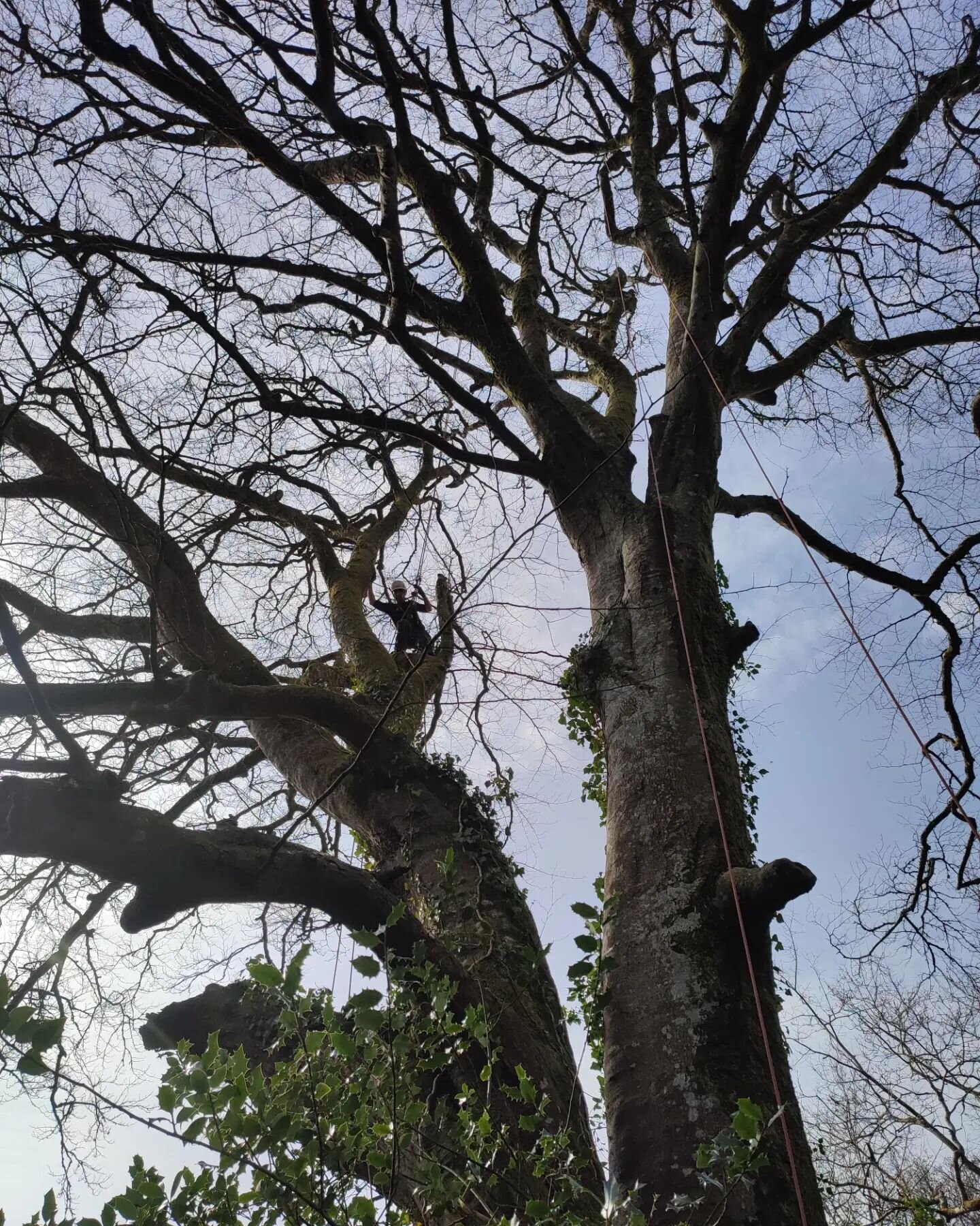 Big ol' Beech climb with Lynchy boy @lynchythearborist