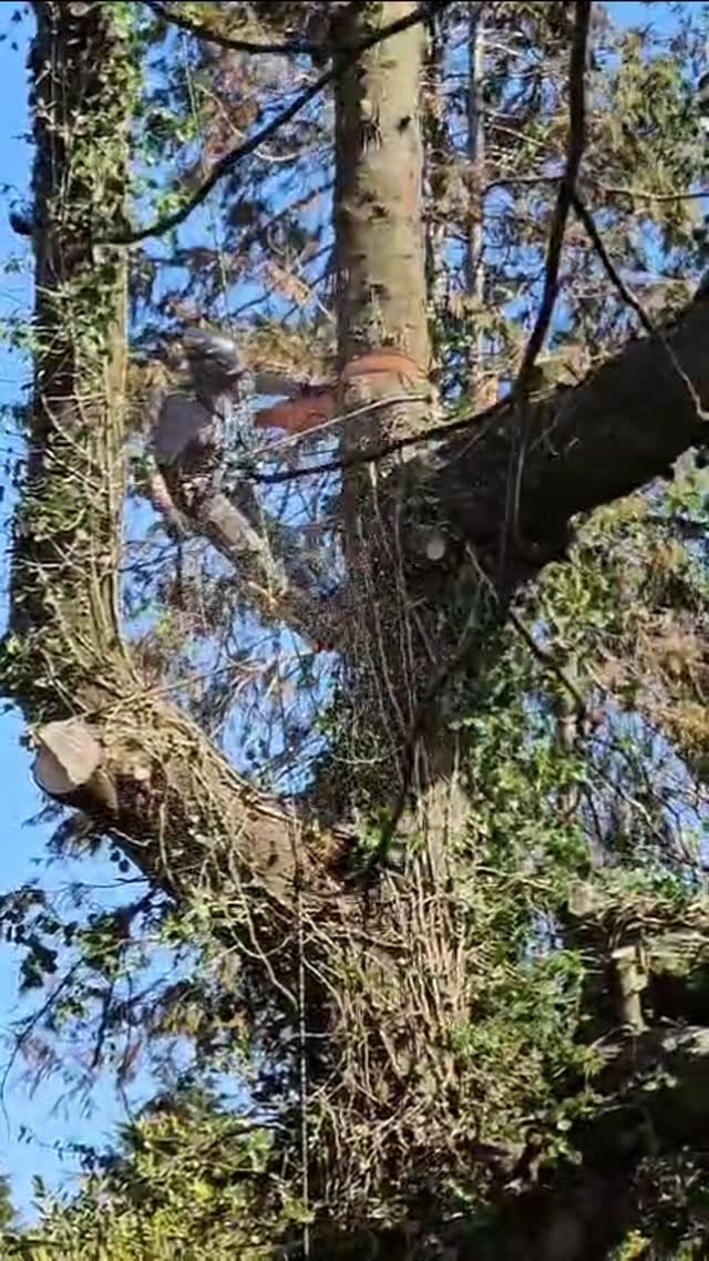 This Silver Fir was left exposed after it's neighbour blew over in the winter storms. This made the owners make the decision to take it down for fear of it failing onto the house. Pretty funky shaped tree!
Helping out @coeden.arb because he was too