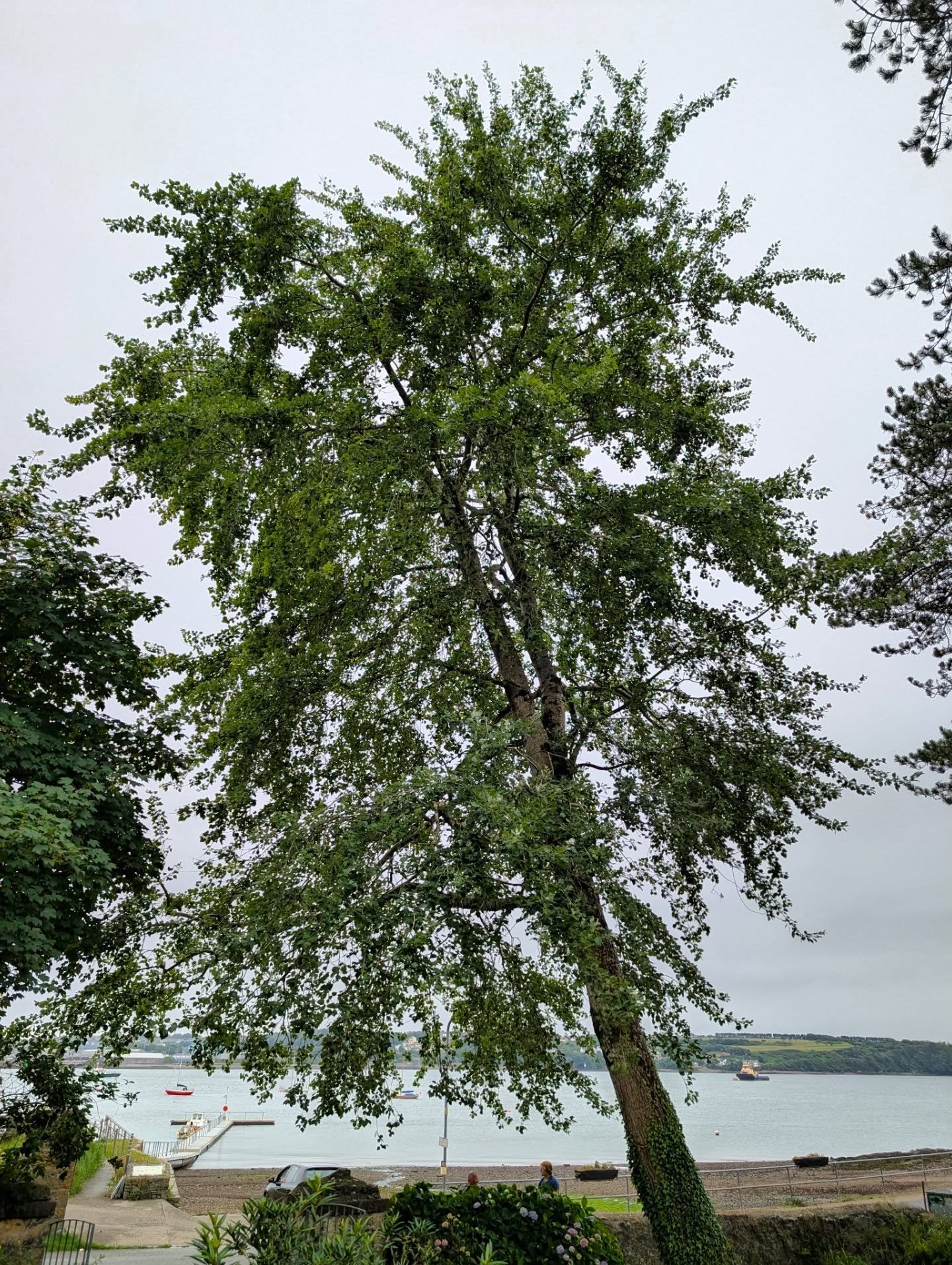 Very lovely Grey Poplar pruning job
#treework
#arblife
#bitofprunani