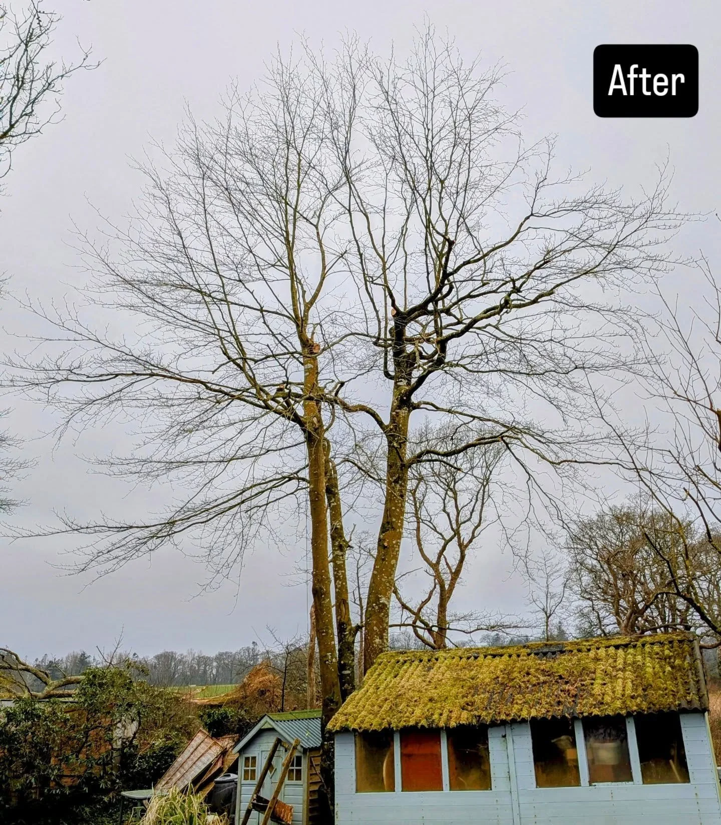 Beech tree crown reduction (and thin) achieved by drop crotching three of the bigger limbs - all of which where badly scorched from exposure from a topping. 

#treework
#bitofprunani
