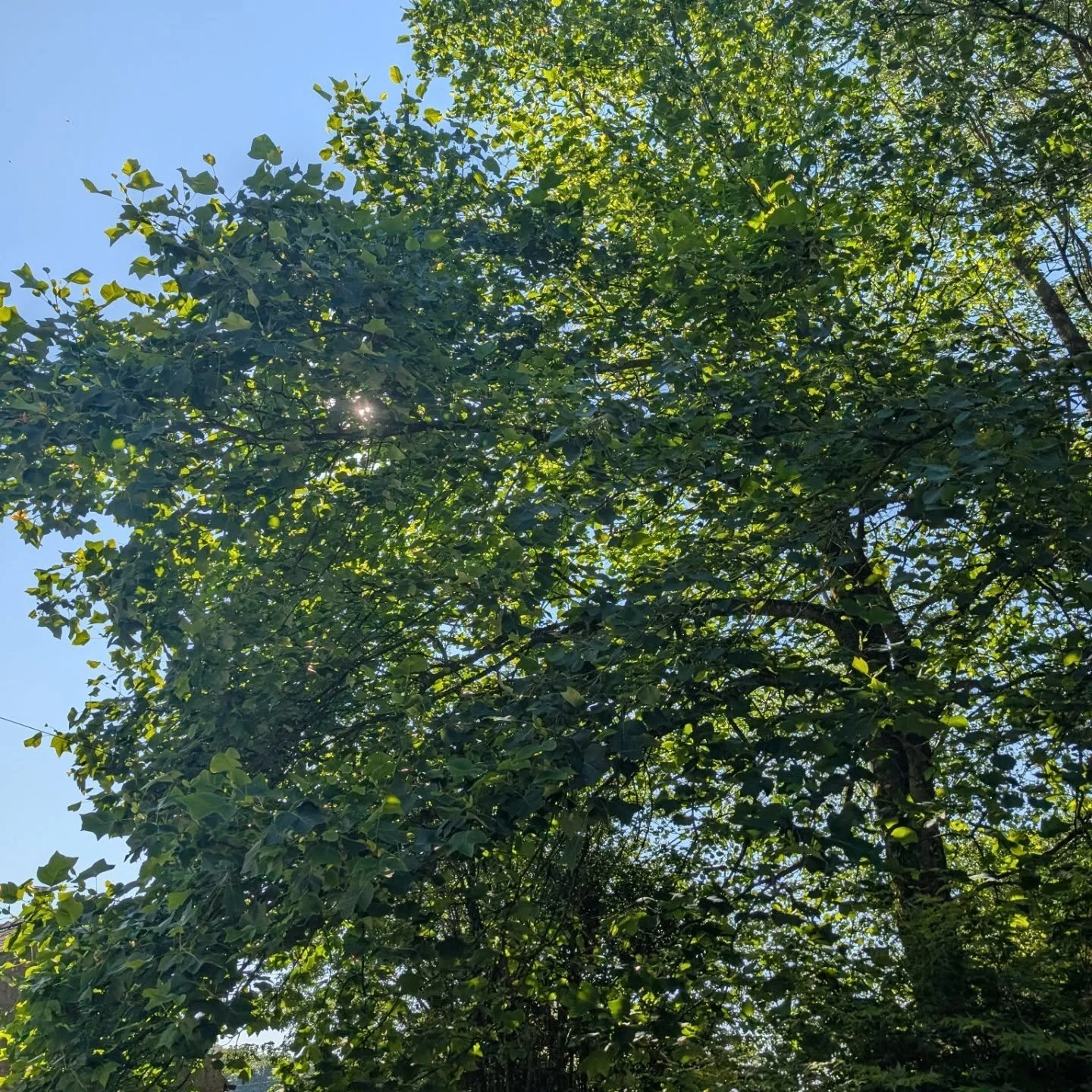 Tulip tree and Aspen reduction and thin. Before - after, before - after.