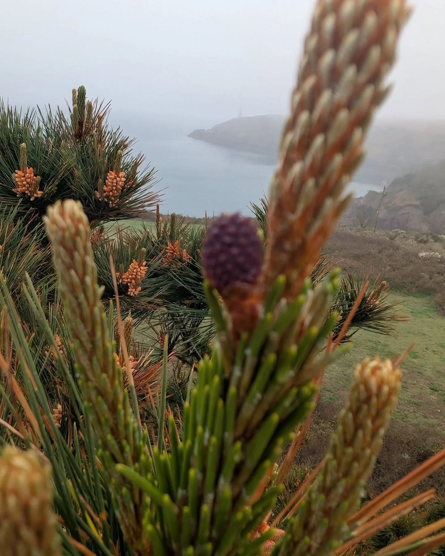 Misty perch up a local Pine - dead wooding/thinning