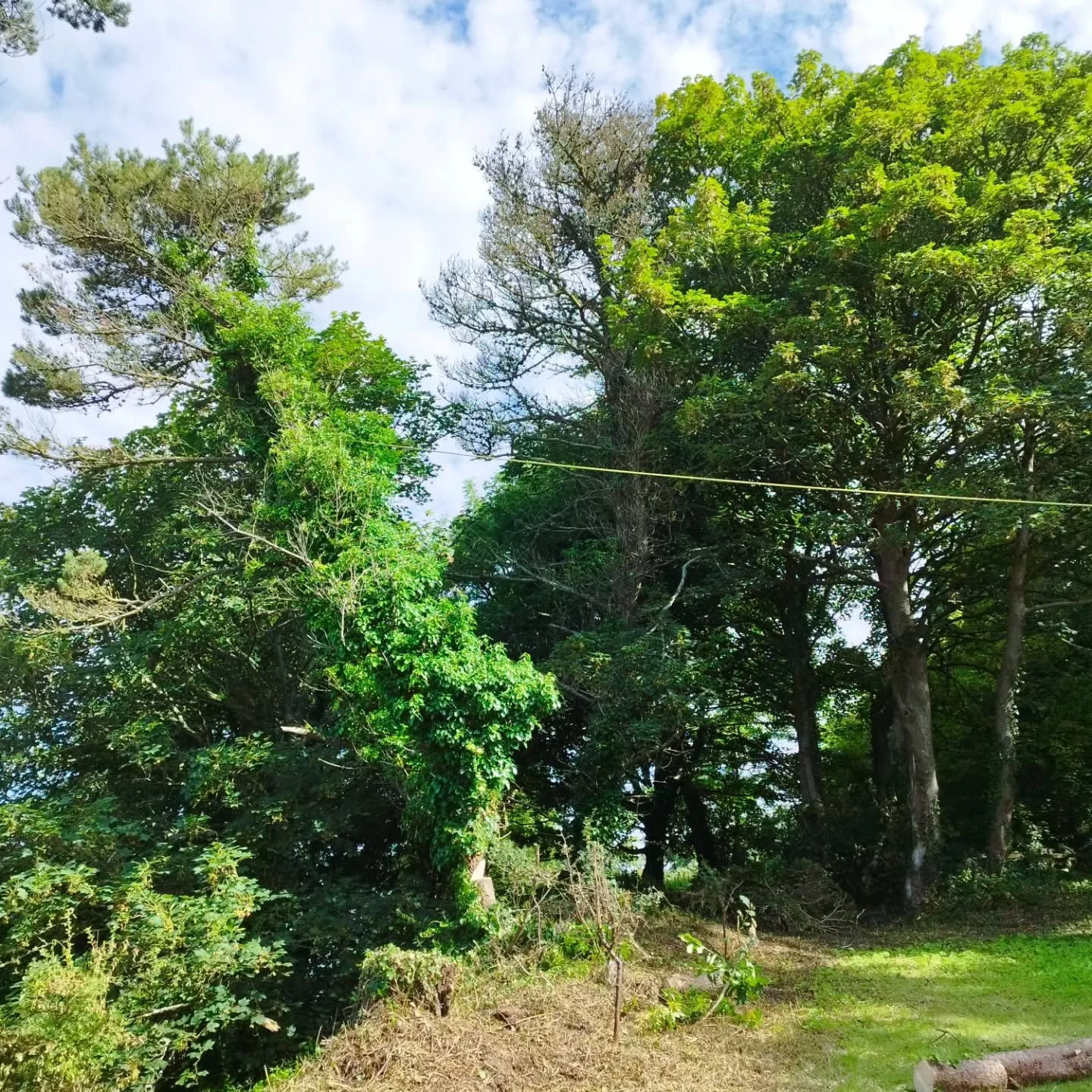 Back leaner

@coeden.arb 
@barrie_smalls