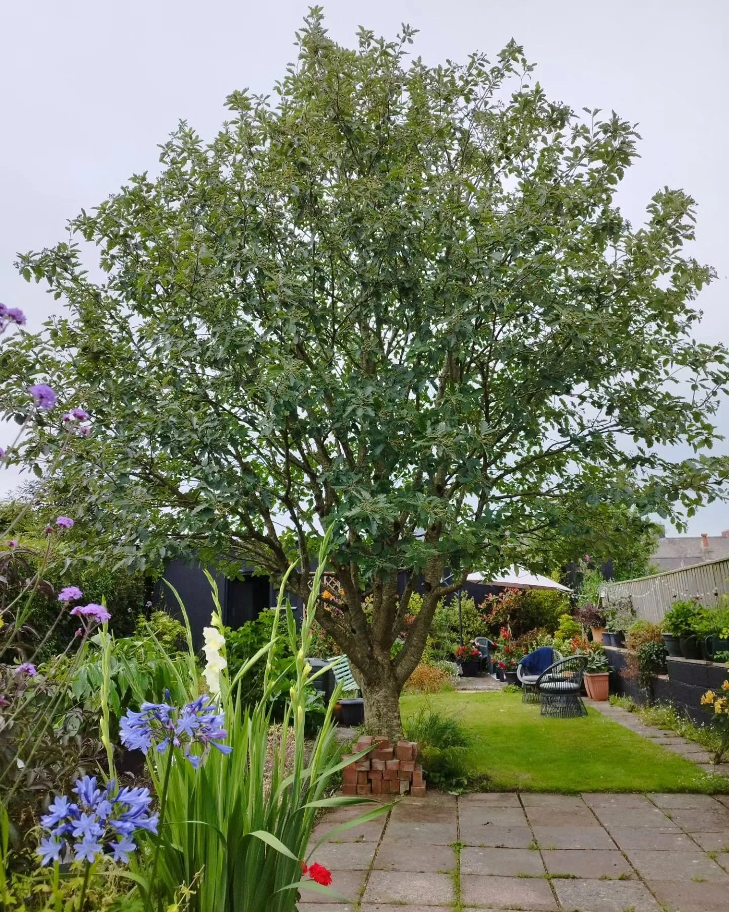 Georgous little Whitebeam gets a Sutcliffe Tree Care seeing-to. After - before, after - before.

#pruning
#prunani