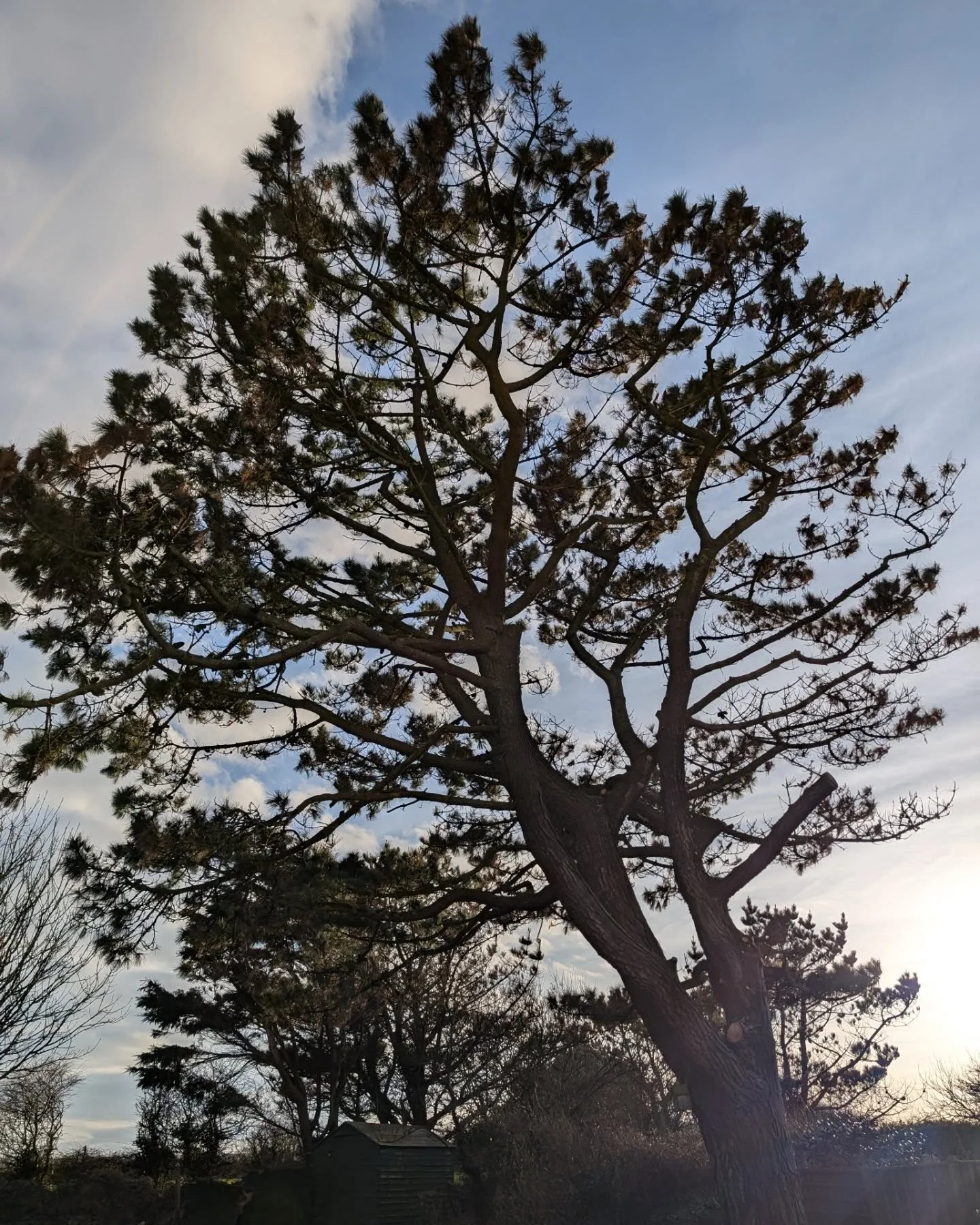 Monterey Pine pruning 

#treework
#bitofprunani