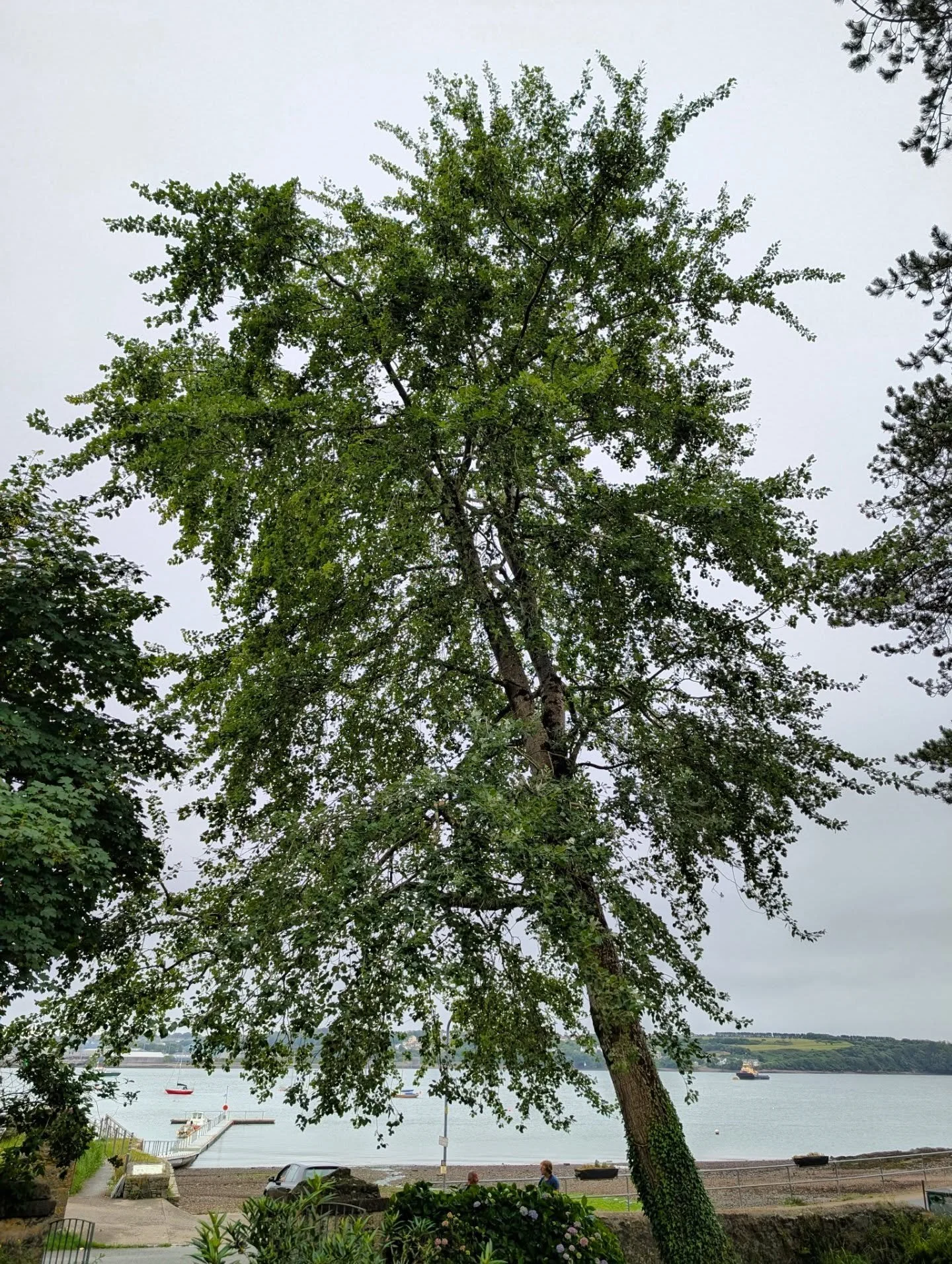 Very lovely Grey Poplar pruning job

#treework 
#arblife
#bitofprunani