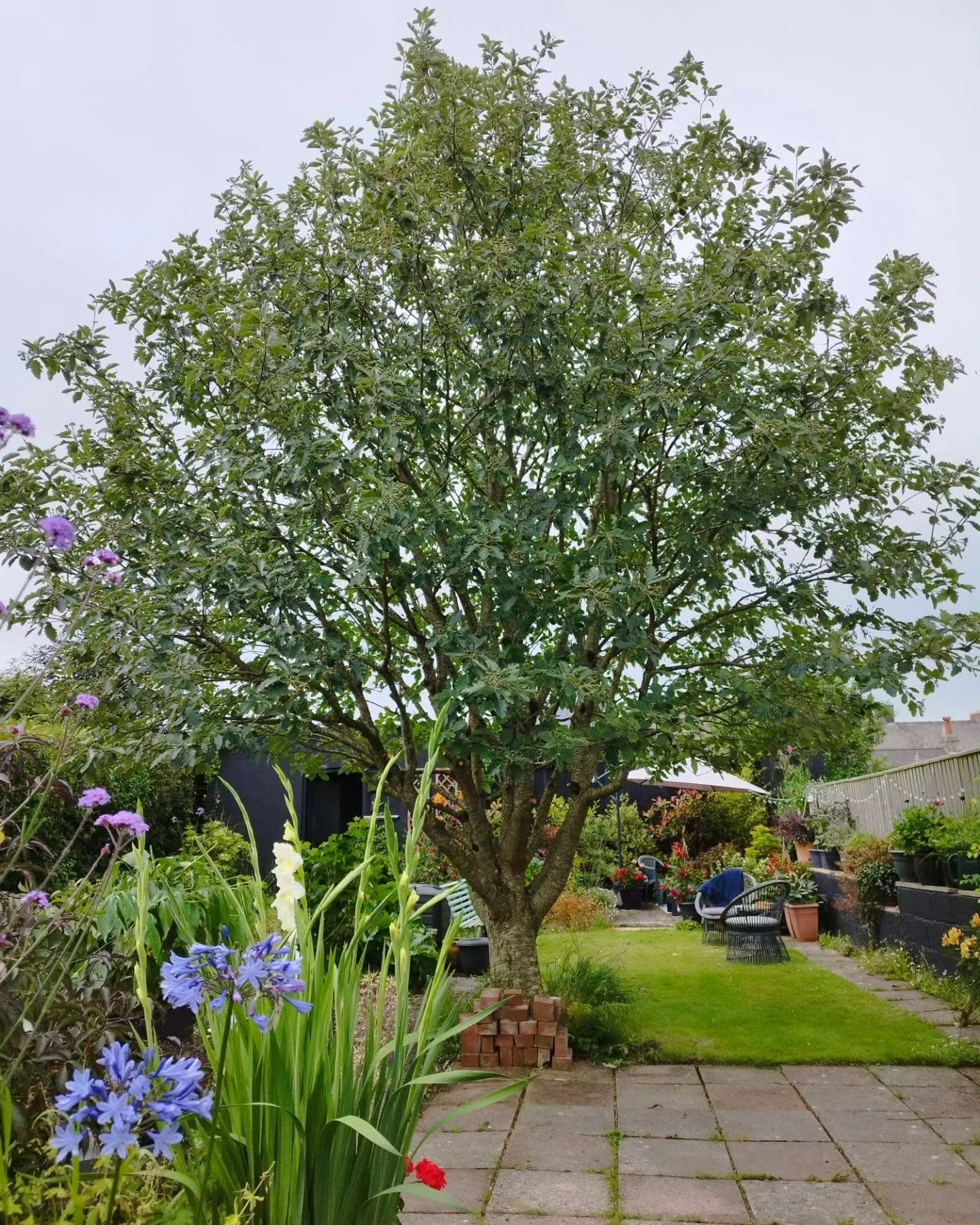 Georgous little Whitebeam gets a Sutcliffe Tree Care seeing-to. After - before, after - before.

#pruning
#prunani