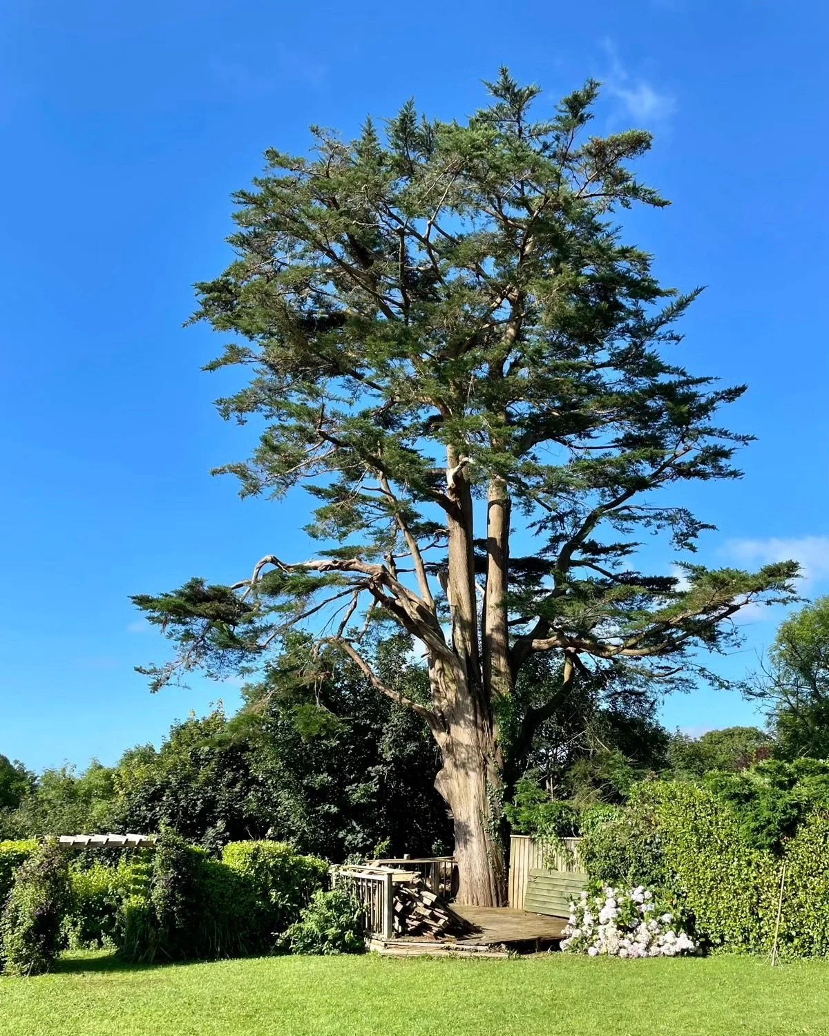Macy/Monterrey Cypress pruning, after - before, after - before.

Thanks for the help @summit_of_nothing @coeden.arb @joshowen13

#treework
#arblife
#bitoprunani