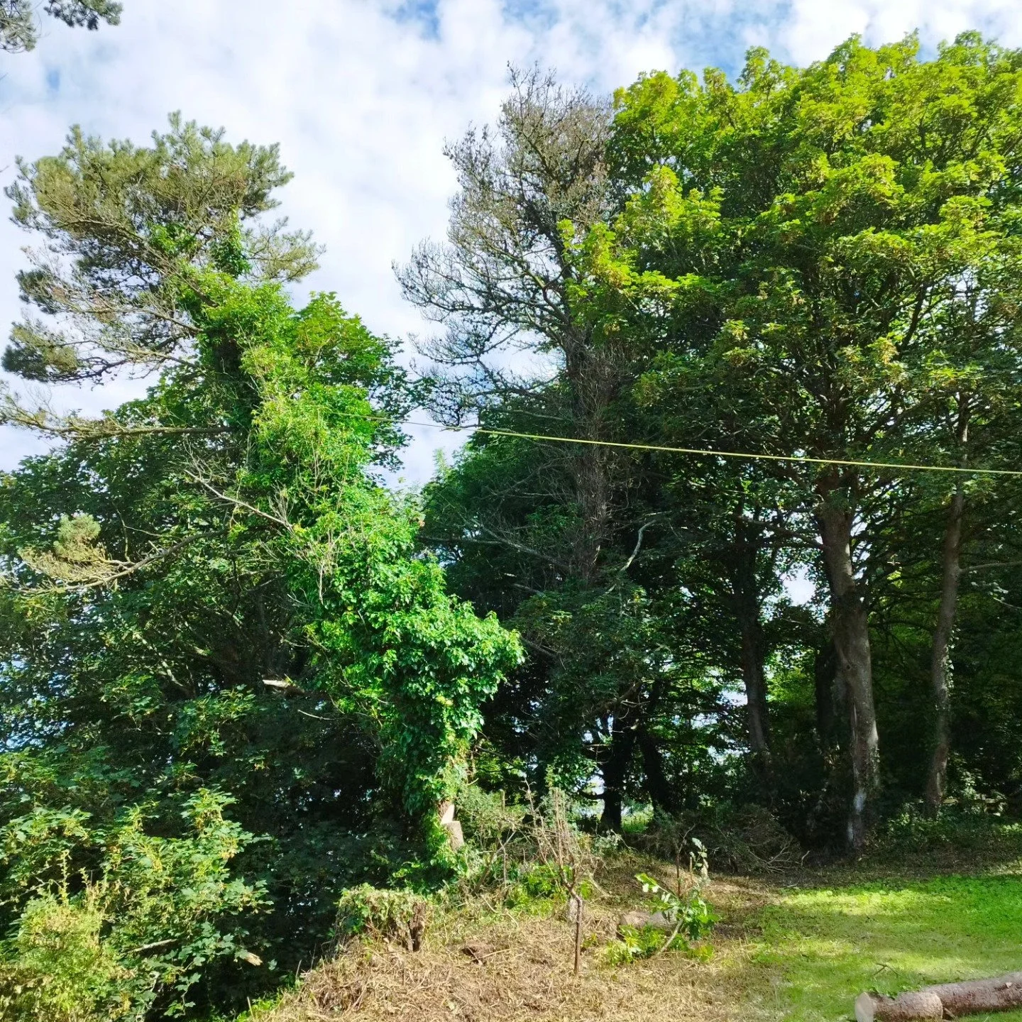 Back leaner

@coeden.arb 
@barrie_smalls