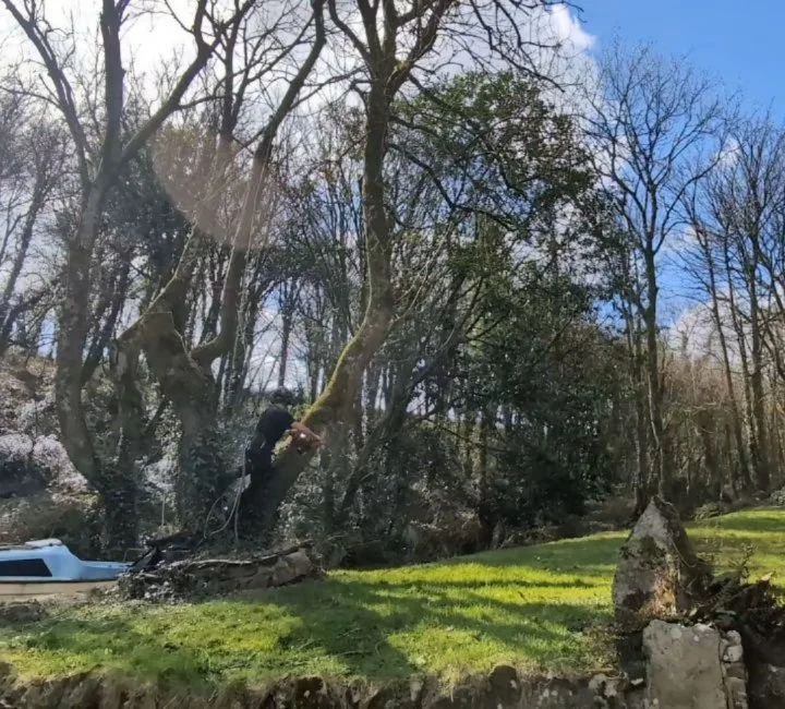 Some Ash take-downs at Sandyshaven

#pembrokeshire 
#treework
