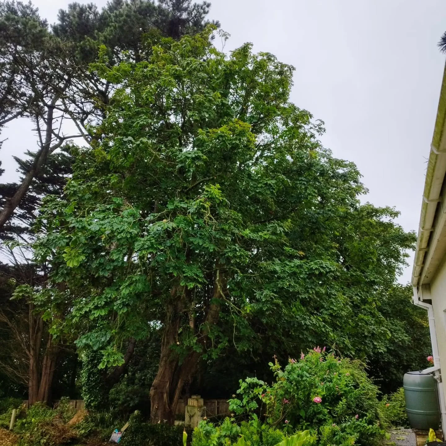 Reduction (to remove end weight and cut back from property) and thin of this lovely Horse Chestnut. After -before, after -before.
