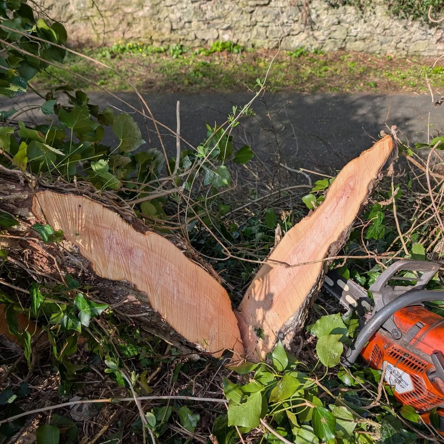 Beast of a pleacher

#hedgelaying