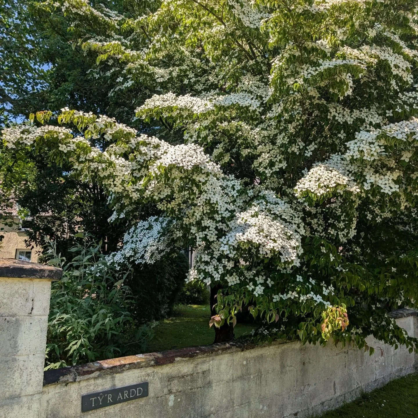 Cornus kousa - Asian Dogwood