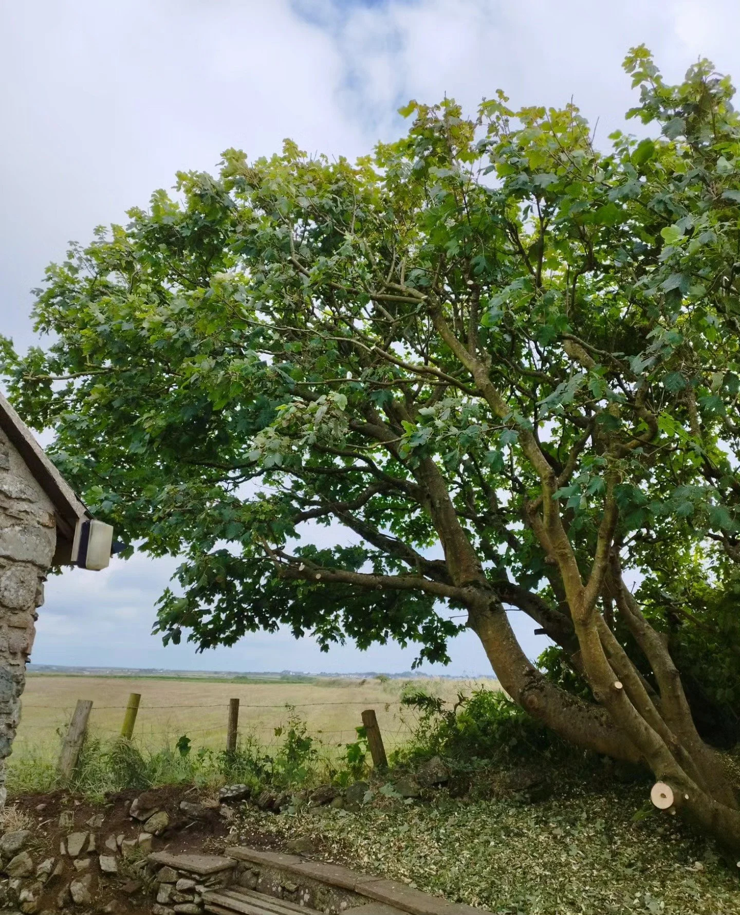 Little wind swept sycamore thinned and cut away from property to get more light onto patio area. After -before.