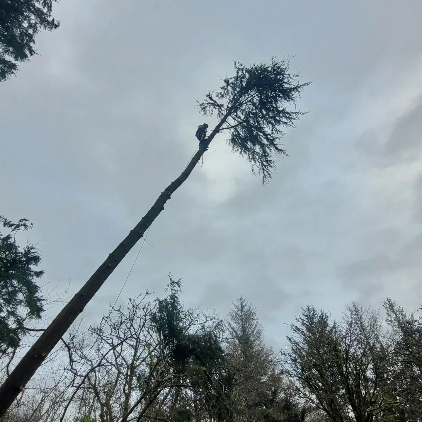Storm failed root-plate on this Western Hemlock left it leaning over a barn..