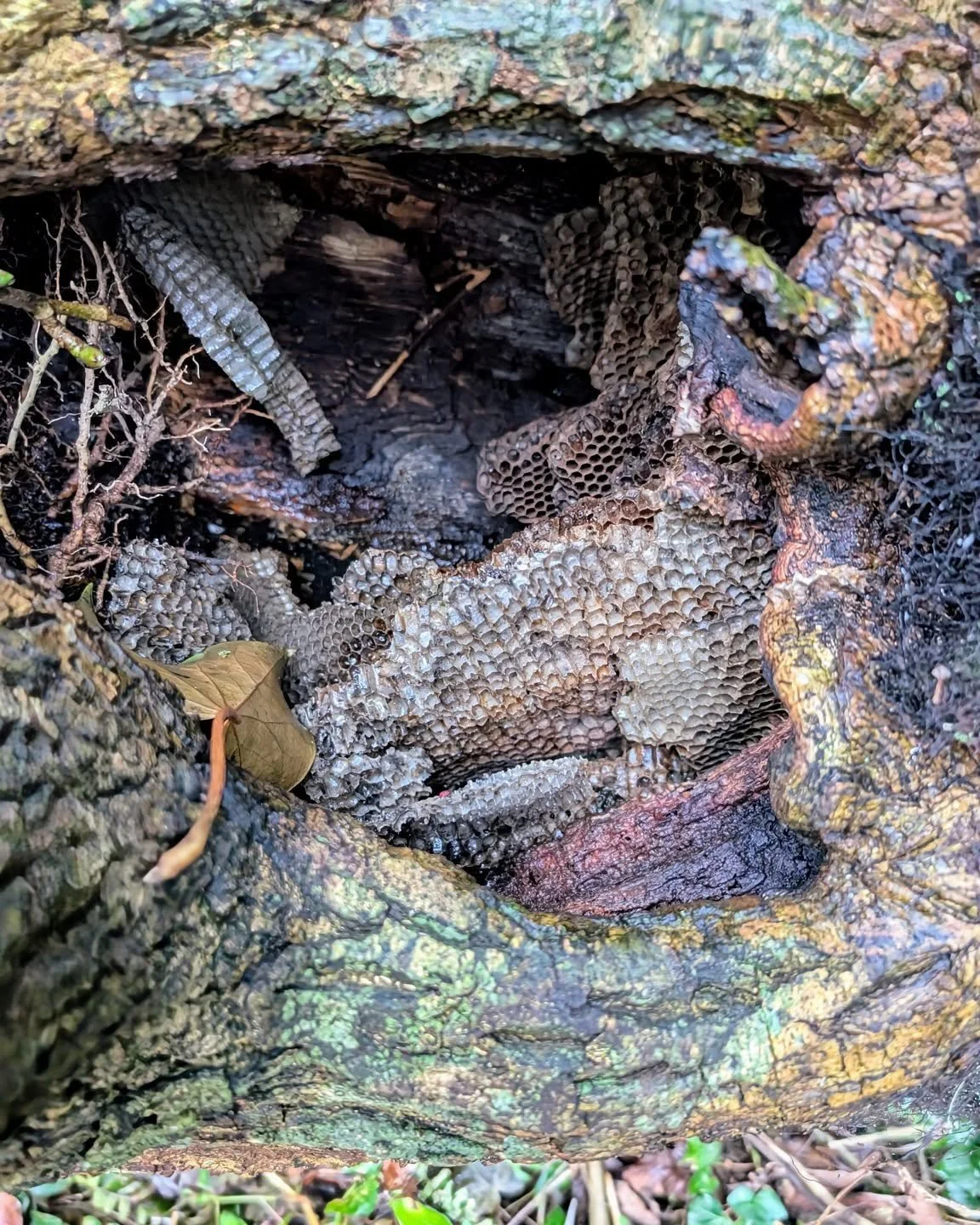 Bee hive in a fallen Ash