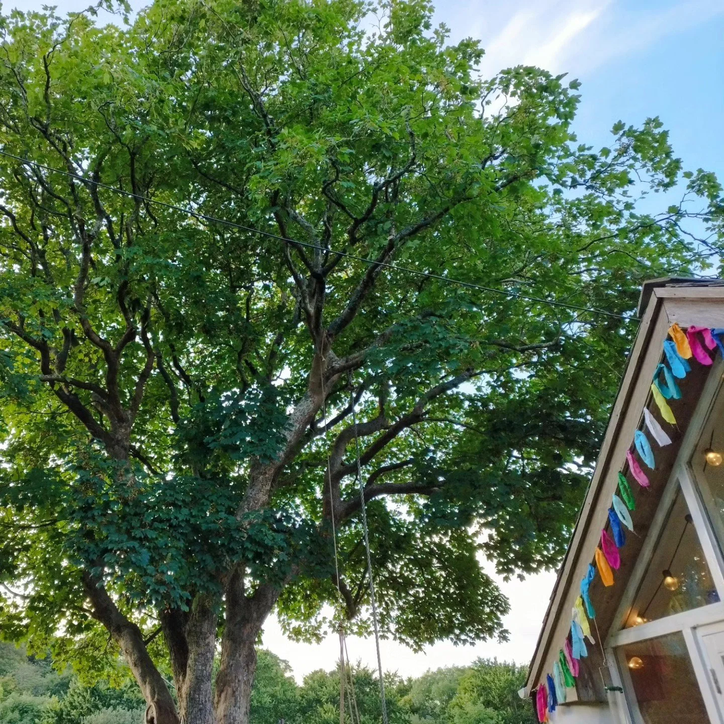 Looking back a few weeks when it was still summer. A very special Sycamore after some end weight reduction. Forgot to get a before photo. 

#treework
#pruning
#bitofprunani