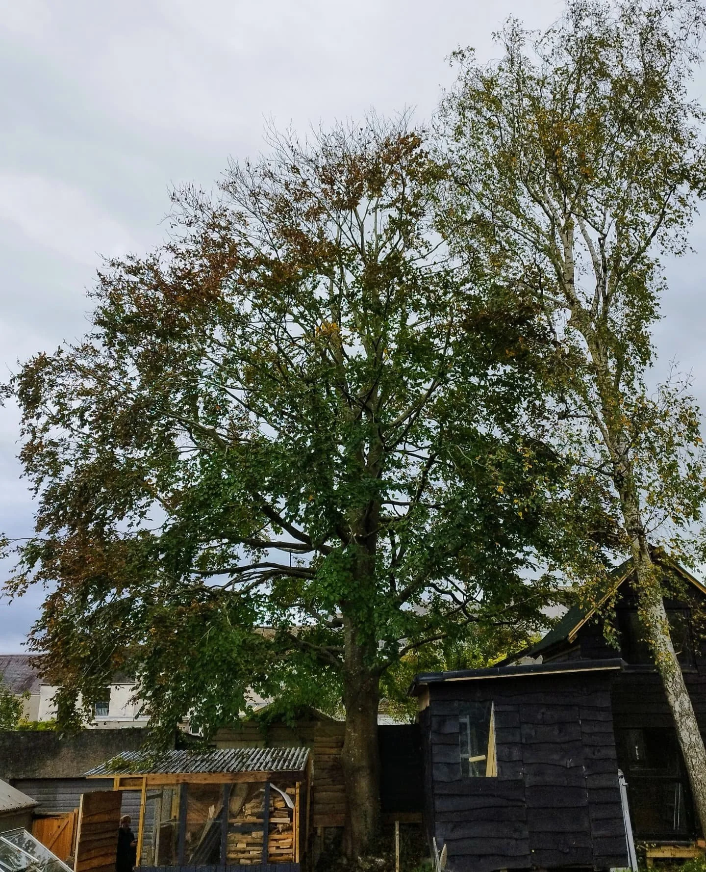 Fantastic Copper Beech and a tall Silver Birch both pruned, after - before. Whole job carried out with a hand saw.

#treework 
#pruning
#bitofprunani