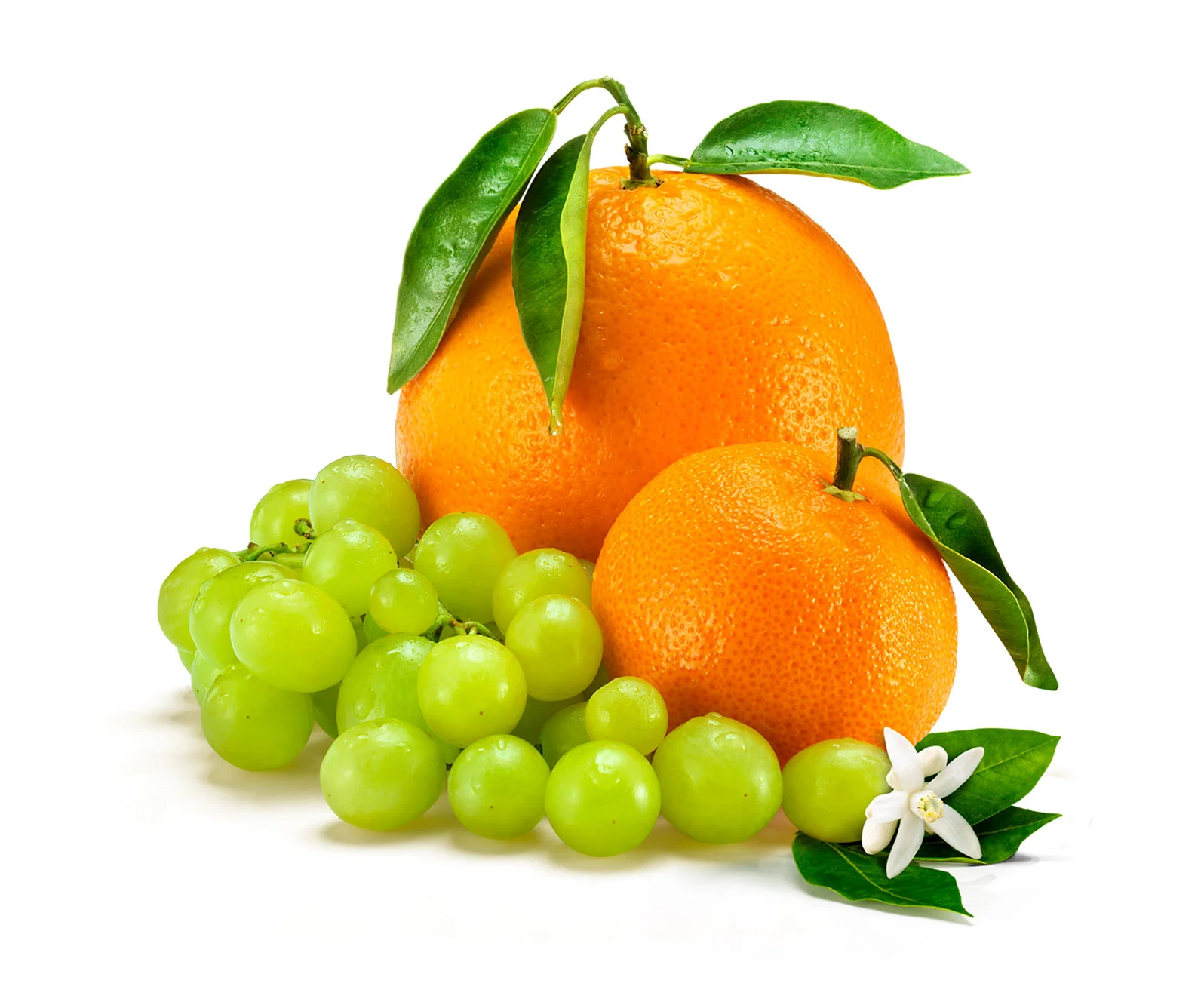 Cevita