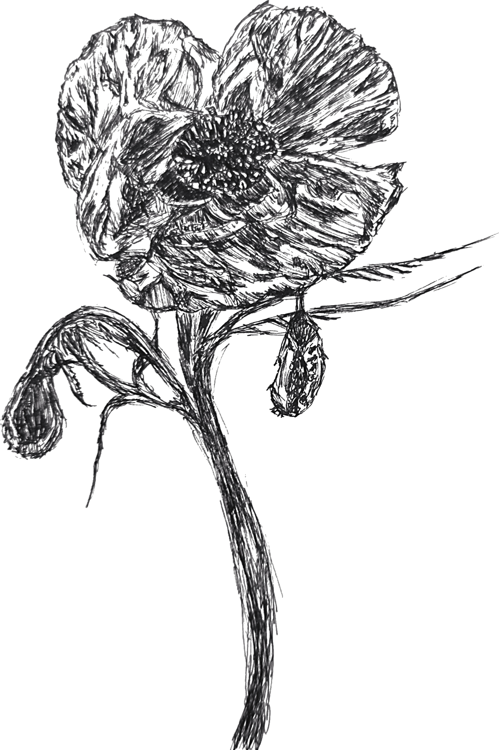    Iceland poppy   , 2024.  Ink on paper. 7”H x 5”W. Stationery and prints available in shop. 